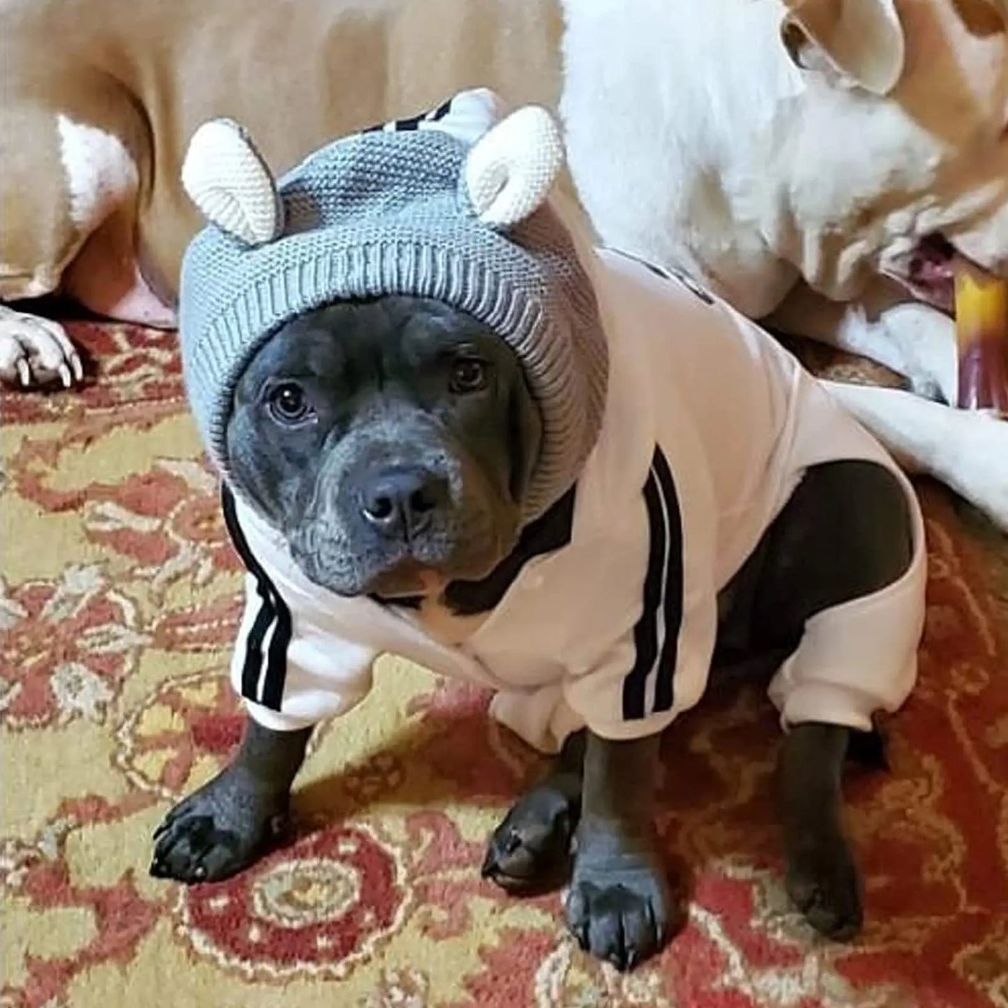 Dog Ear Muffs for Noise Protection and Warmth - Winter Pet Caps for Medium to Large Dogs