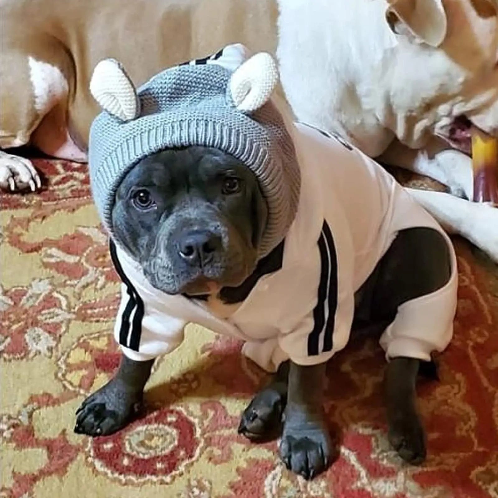 Dog Ear Muffs for Noise Protection and Warmth - Winter Pet Caps for Medium to Large Dogs